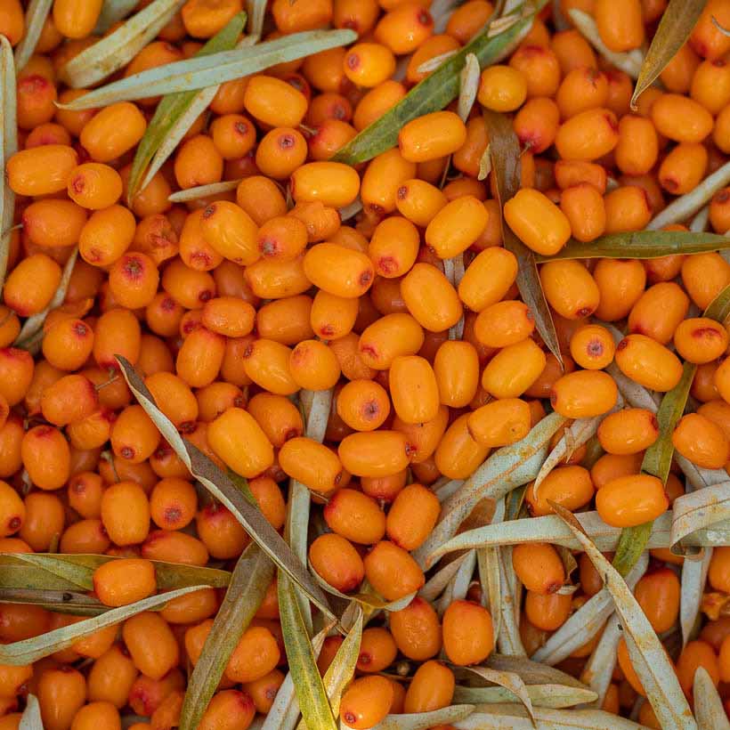 organic sea buckthorn oil