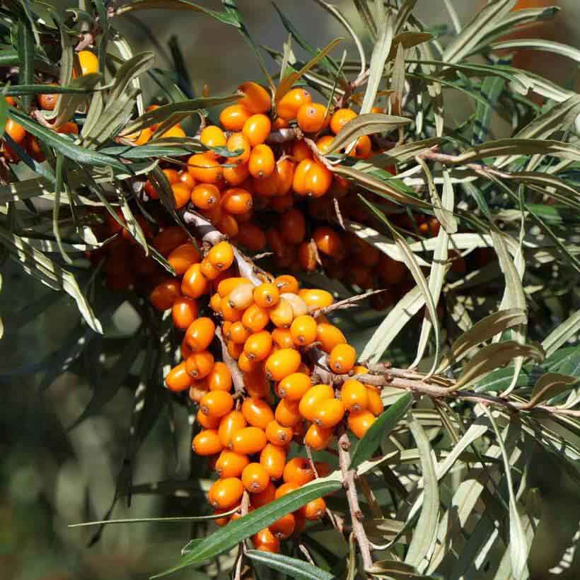 organic sea buckthorn oil