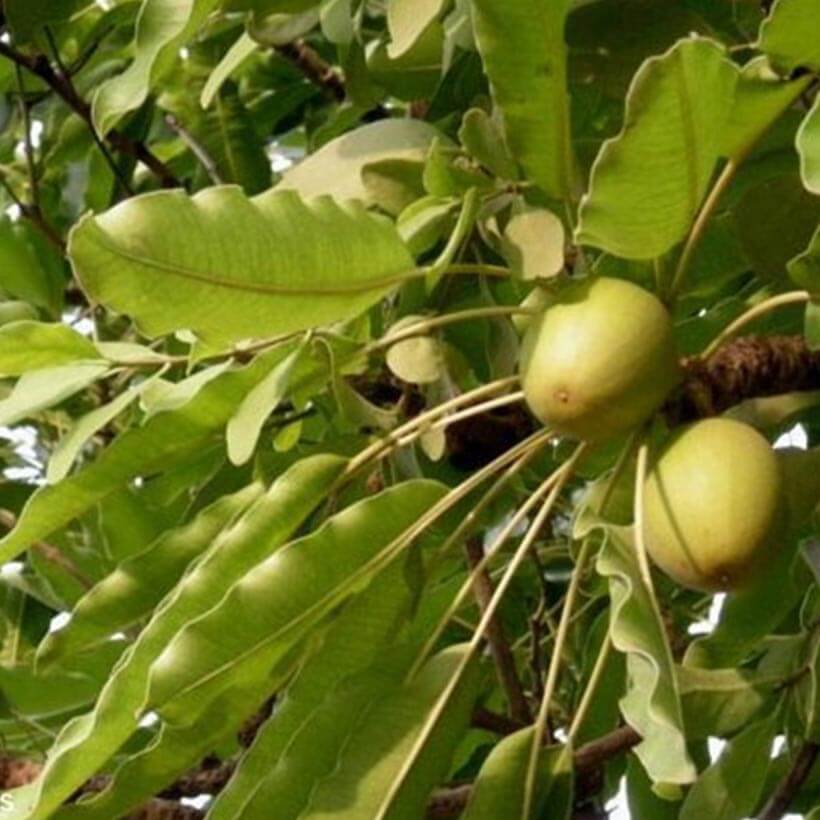 certified organic shea butter